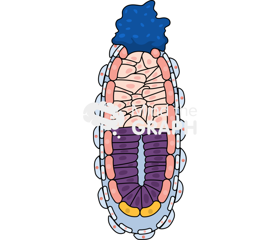 Mouse embryo e5 5 Icons, Symbols, Pictures, and Images