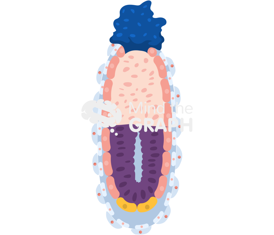 Mouse embryo e5 5 Icons, Symbols, Pictures, and Images