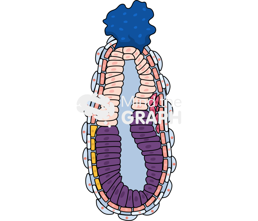 Mouse embryo e6 25 Icons, Symbols, Pictures, and Images