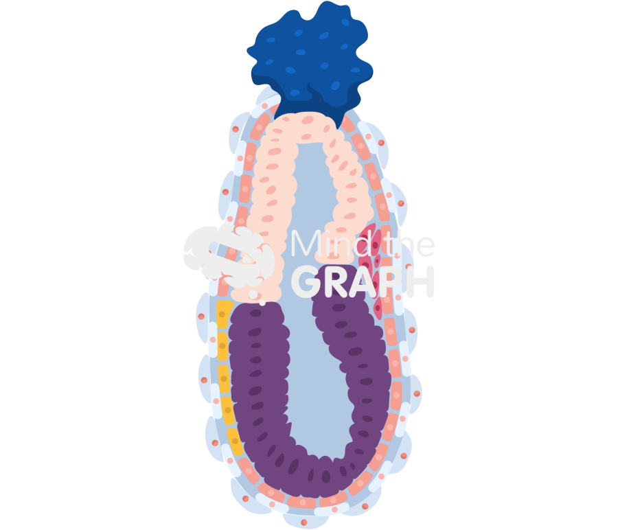 Mouse embryo e6 25 Icons, Symbols, Pictures, and Images
