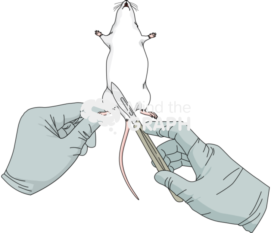 Mouse extract anatomic inferior hand scarpel Icons, Symbols, Pictures, and Images