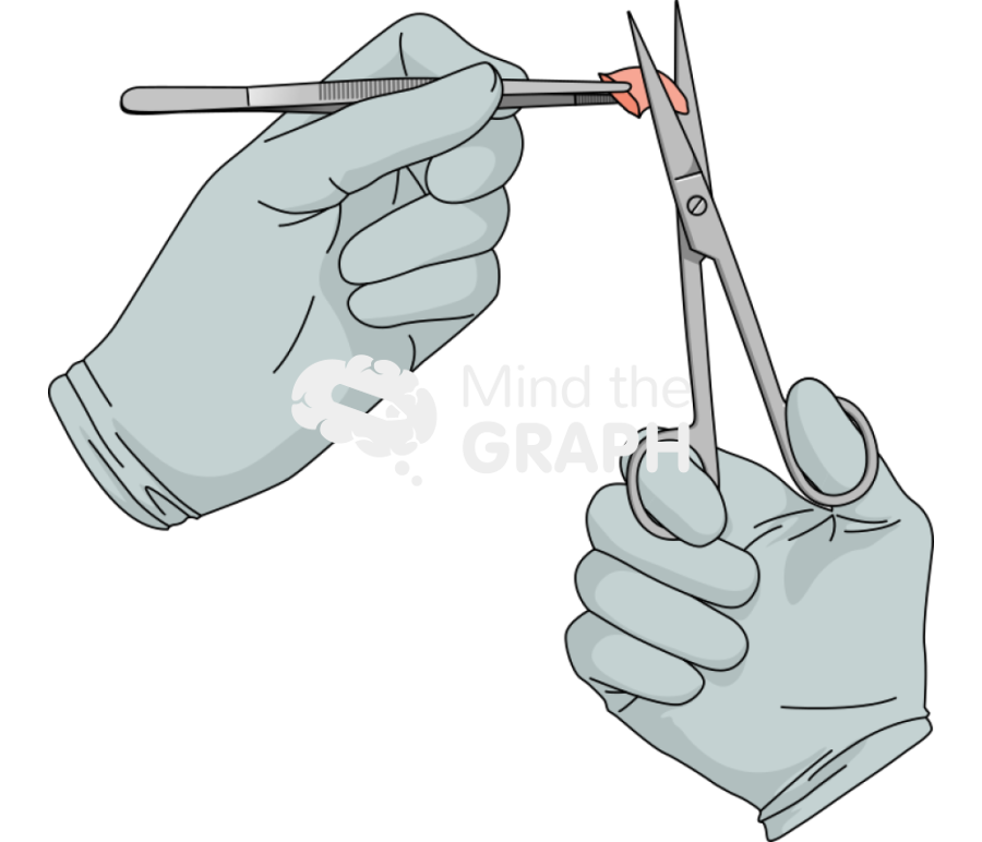 Mouse extract femur scissor hand Icons, Symbols, Pictures, and Images