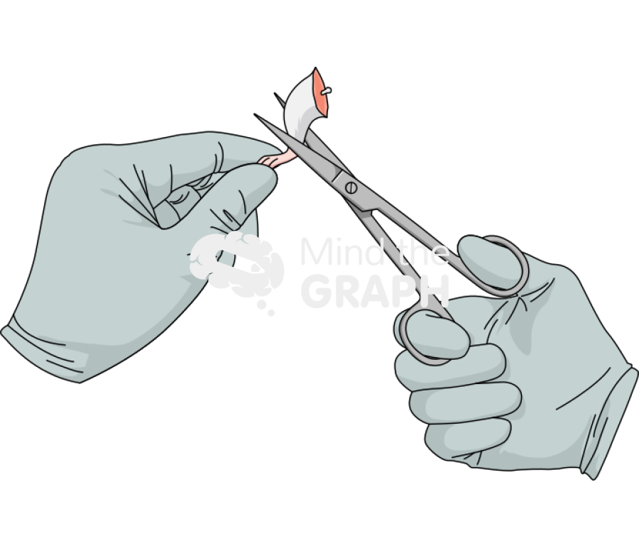 Mouse extract paw femur scissor hand Icons, Symbols, Pictures, and Images