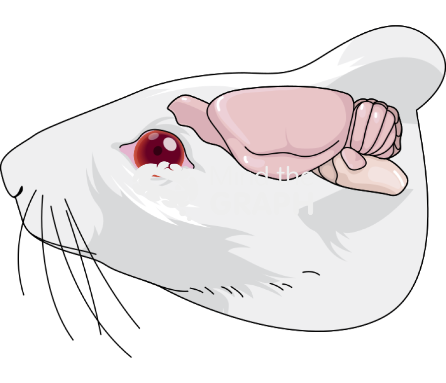 Mouse face brain lateral Icons, Symbols, Pictures, and Images