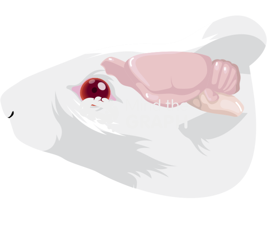 Mouse face brain lateral Icons, Symbols, Pictures, and Images