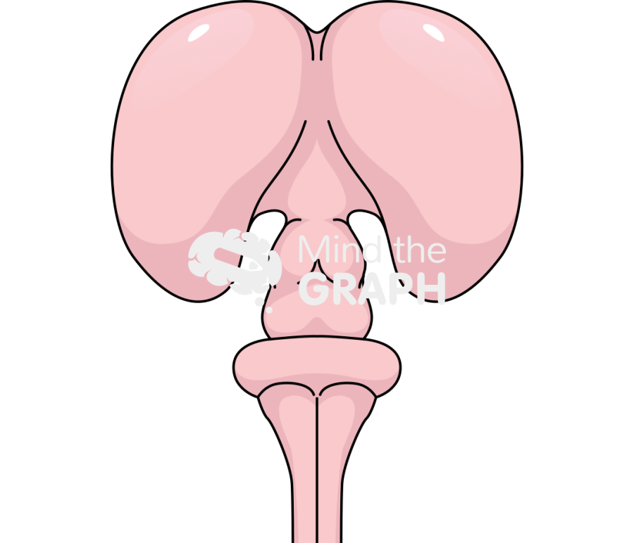 Mouse forebrain front Icons, Symbols, Pictures, and Images