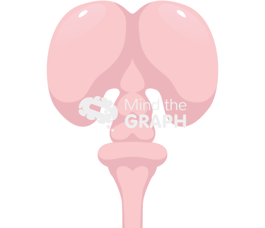 Mouse forebrain front Icons, Symbols, Pictures, and Images