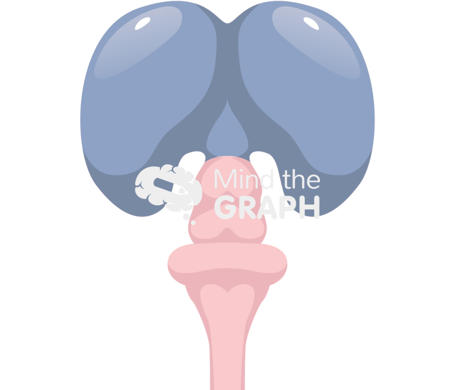 Mouse forebrain telencephalon front Icons, Symbols, Pictures, and Images