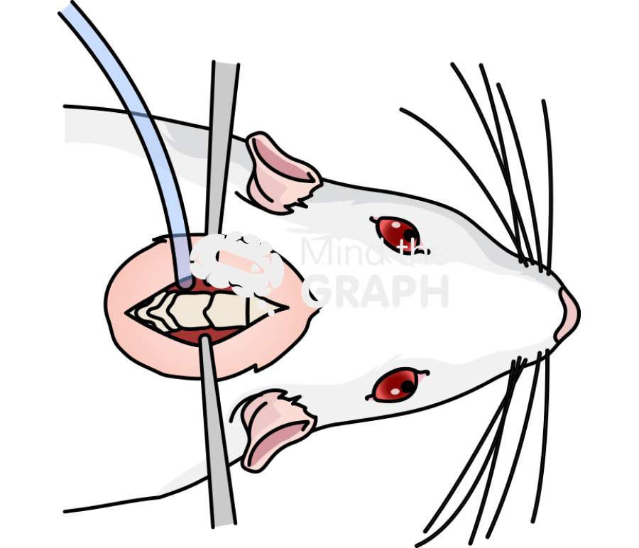 Mouse intragastric catheter surgery superior Icons, Symbols, Pictures, and Images