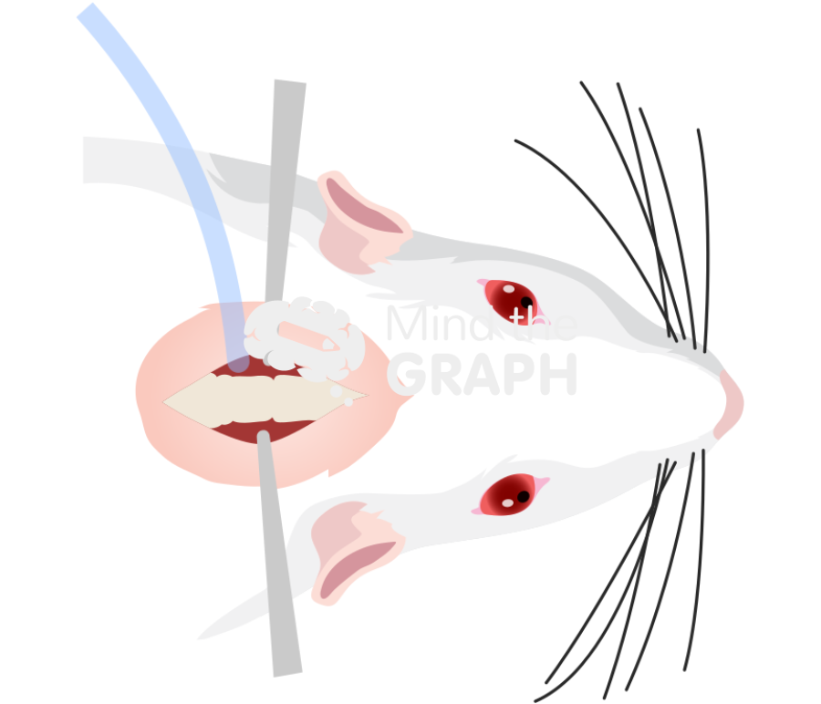 Mouse intragastric catheter surgery superior Icons, Symbols, Pictures, and Images