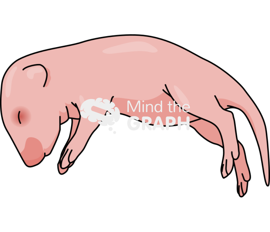 Mouse newborn 1 Icons, Symbols, Pictures, and Images