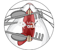 Mouse oral surgery nervous zoom - Edit and Customize Icons of Mouse oral surgery nervous zoom Mouse oral surgery nervous zoom Icons, Symbols, Pictures, and Images
