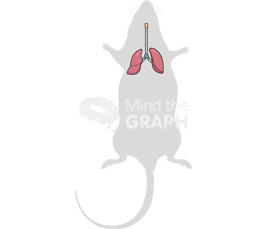 Mouse respiratory system body Icons, Symbols, Pictures, and Images