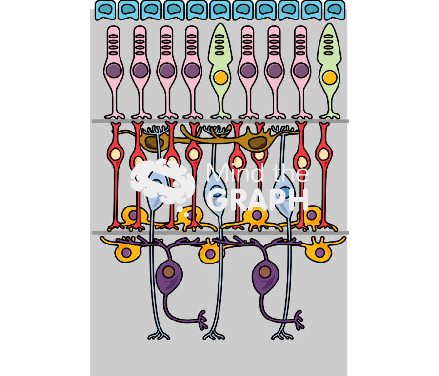 Mouse retina Icons, Symbols, Pictures, and Images