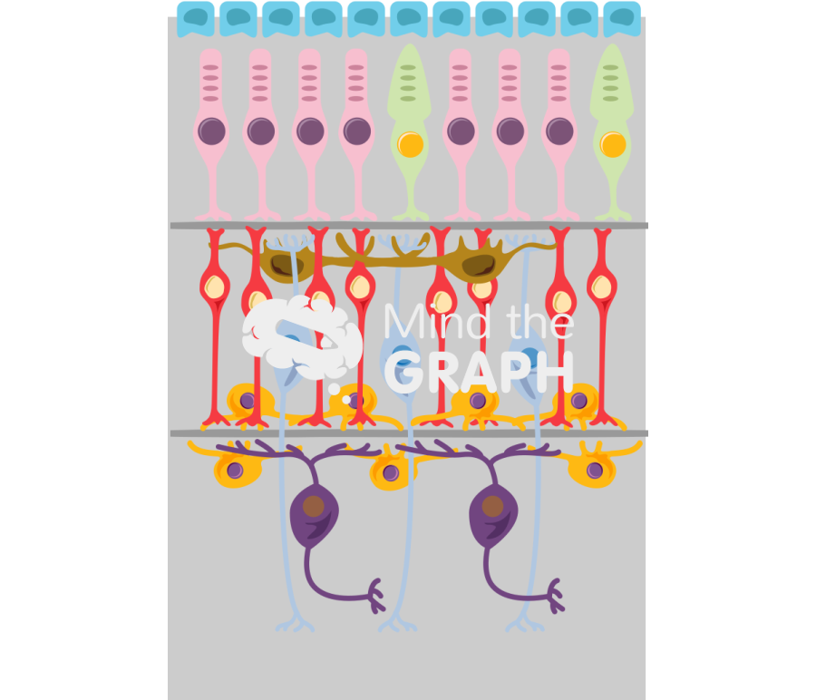 Mouse retina Icons, Symbols, Pictures, and Images