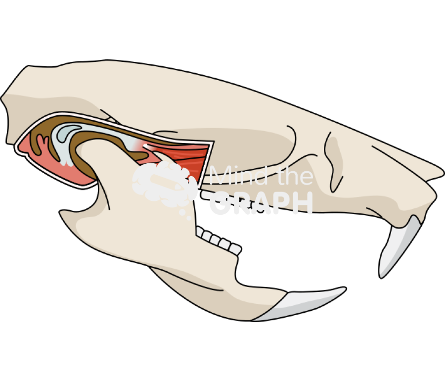 Mouse temporomandibular joint bone Icons, Symbols, Pictures, and Images