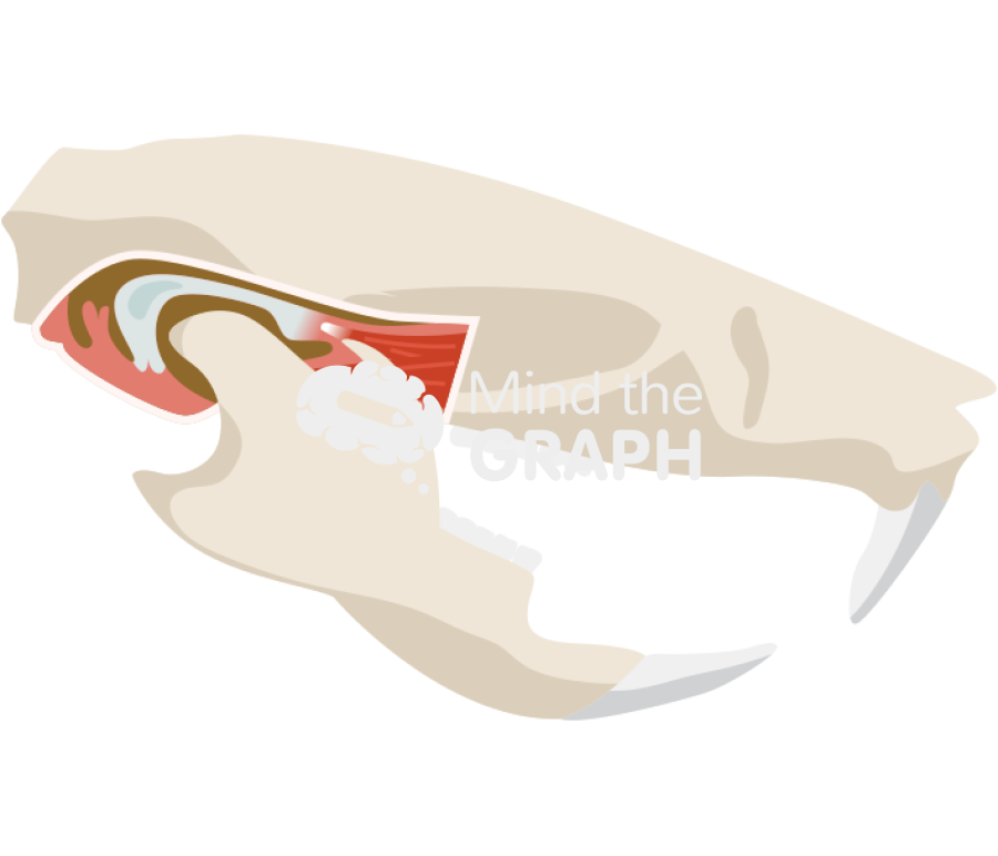 Mouse temporomandibular joint bone Icons, Symbols, Pictures, and Images