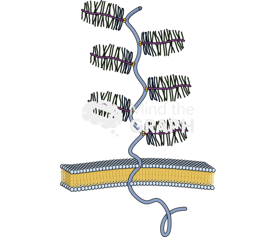 Mucin transmembrane Icons, Symbols, Pictures, and Images