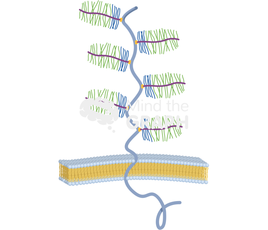Mucin transmembrane Icons, Symbols, Pictures, and Images