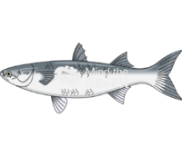 Mullet fish Icons, Symbols, Pictures, and Images