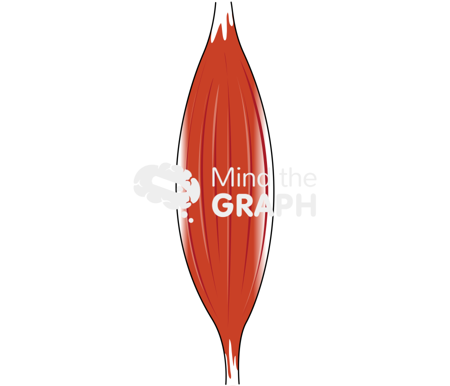 Muscle 1 Icons, Symbols, Pictures, and Images