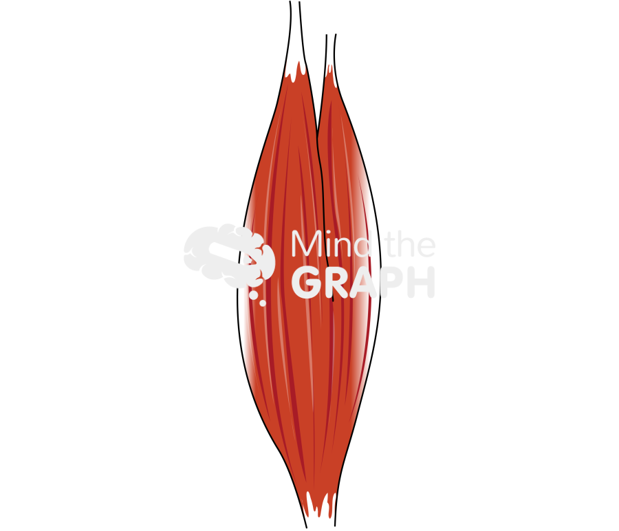 Muscle 2 Icons, Symbols, Pictures, and Images