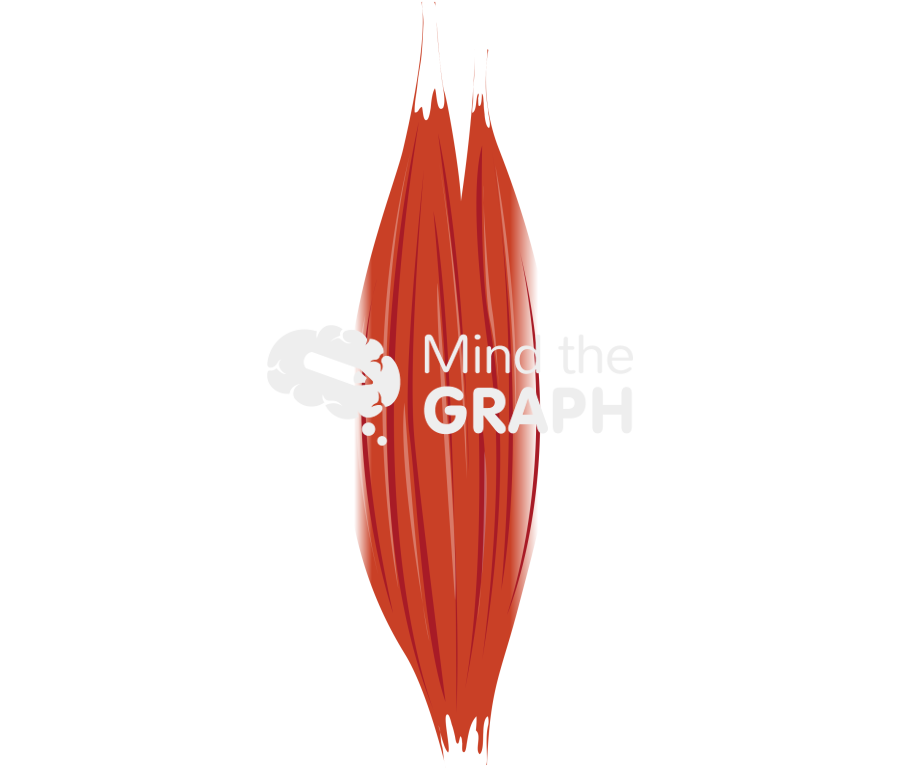 Muscle 2 Icons, Symbols, Pictures, and Images