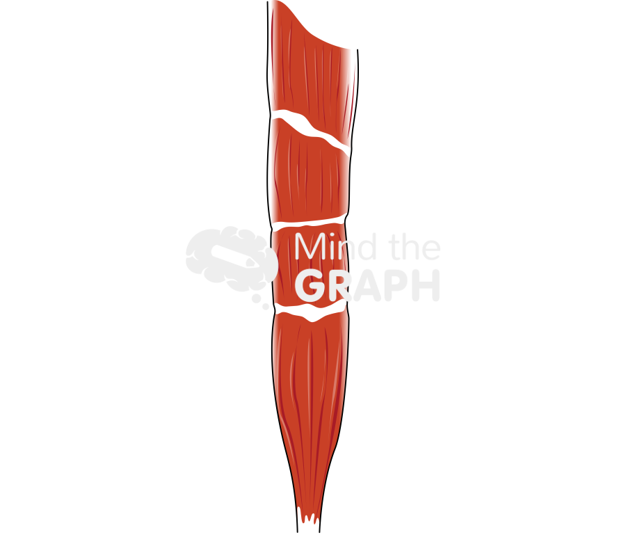 Muscle 3 Icons, Symbols, Pictures, and Images