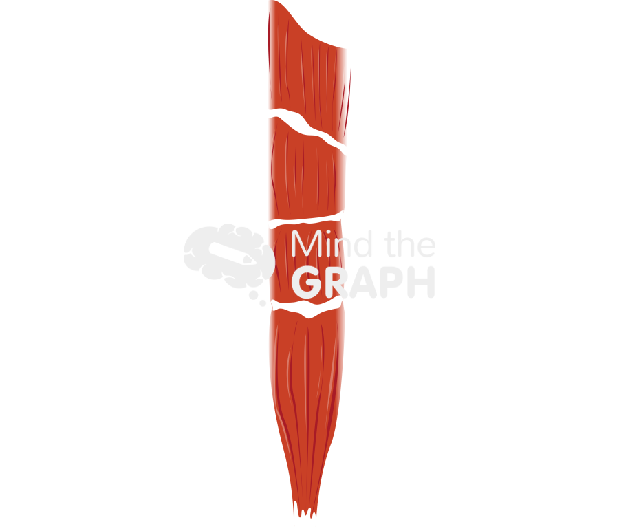 Muscle 3 Icons, Symbols, Pictures, and Images