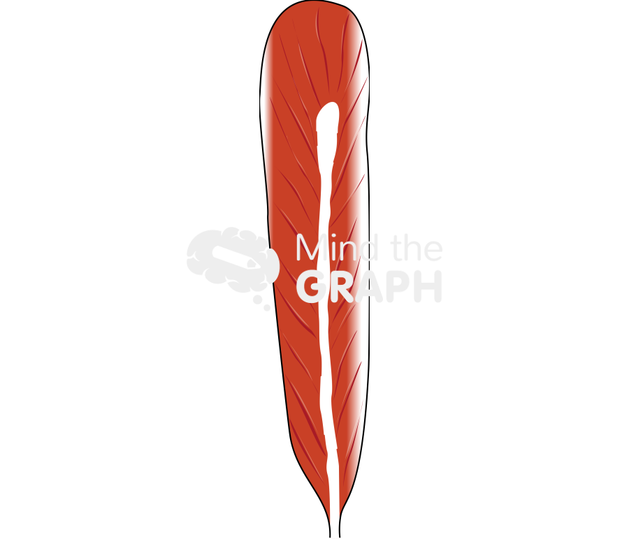 Muscle 5 Icons, Symbols, Pictures, and Images