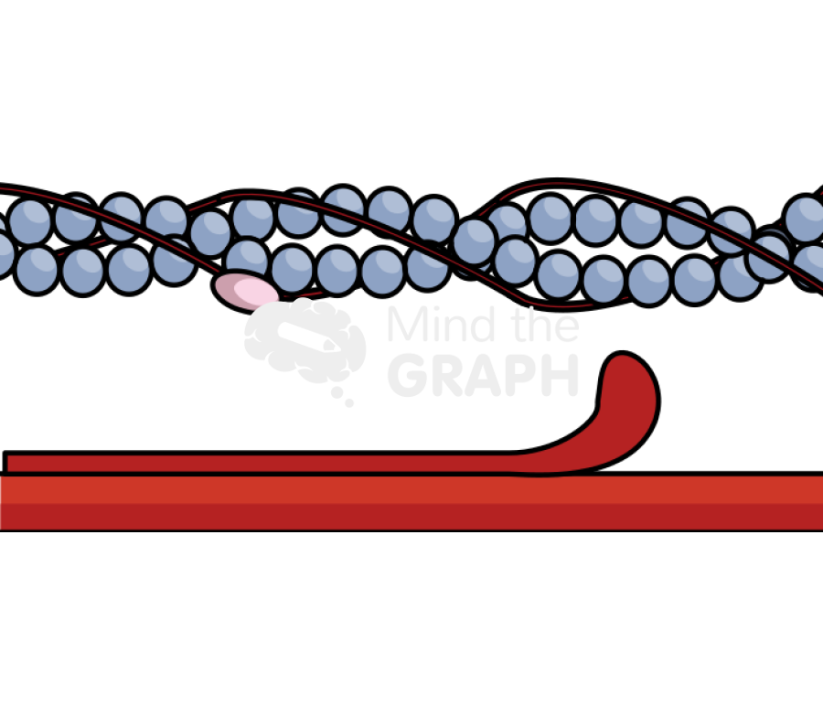 Muscle actin process 4 Icons, Symbols, Pictures, and Images