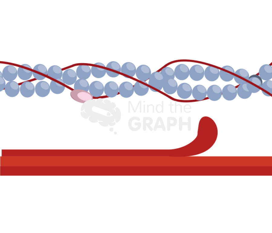 Muscle actin process 4 Icons, Symbols, Pictures, and Images