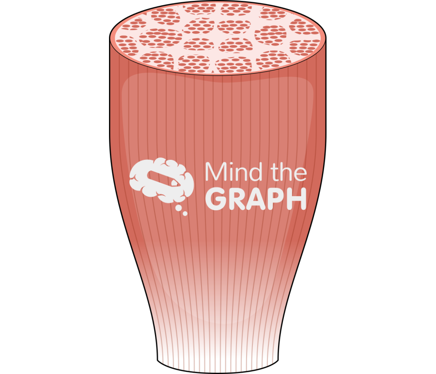 Muscle bundle 2 Icons, Symbols, Pictures, and Images