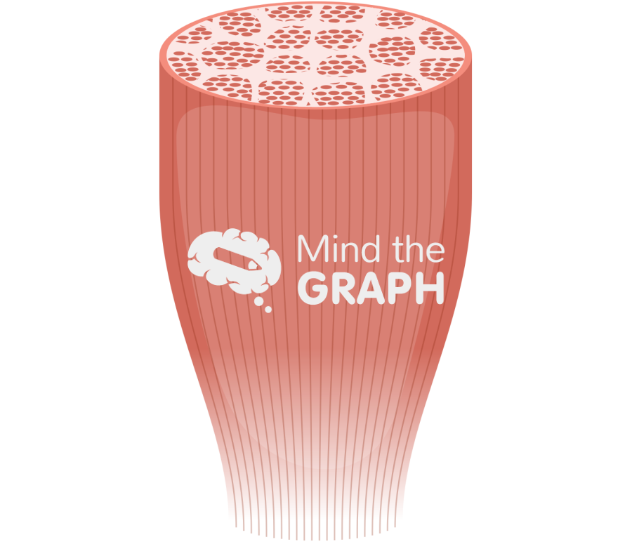 Muscle bundle 2 Icons, Symbols, Pictures, and Images