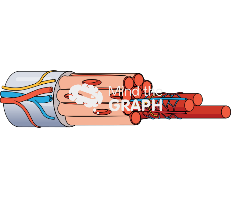 Muscle fascicle fiber capillaries Icons, Symbols, Pictures, and Images