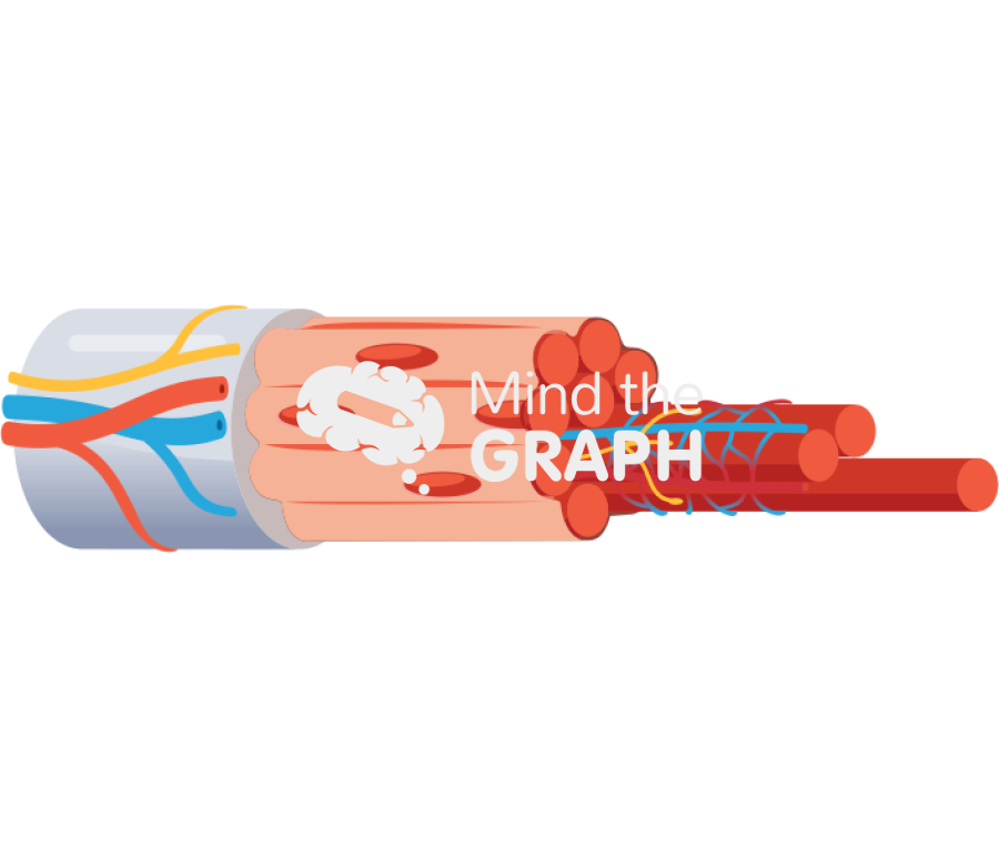 Muscle fascicle fiber capillaries Icons, Symbols, Pictures, and Images