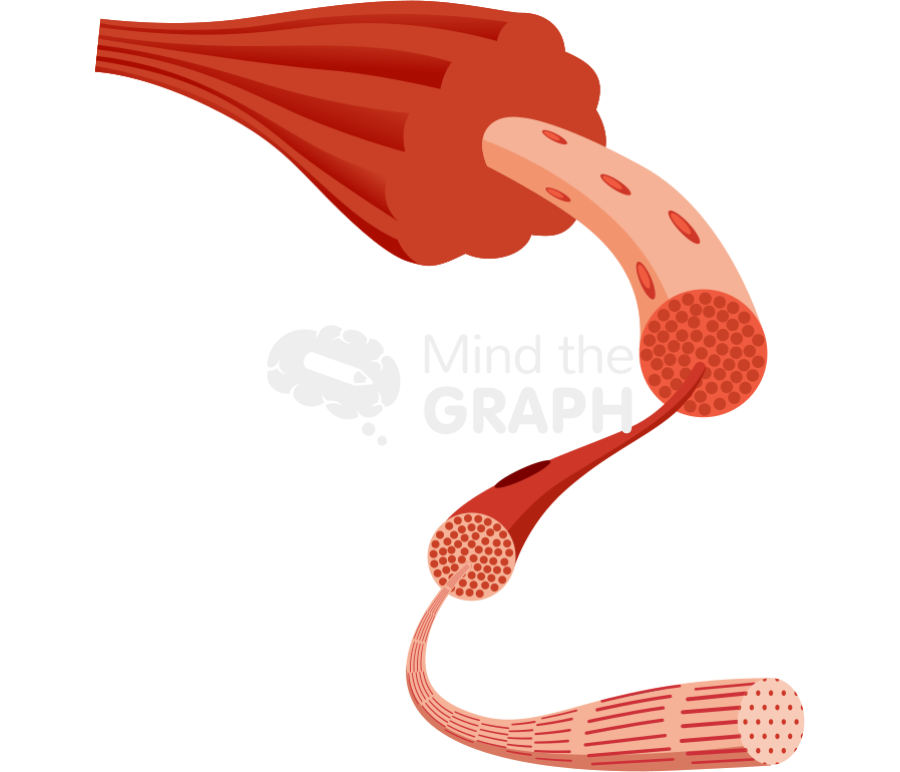 Muscle structure fascicle myofibril sarcomere Icons, Symbols, Pictures, and Images