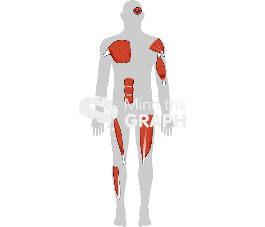 Muscles human type shape Icons, Symbols, Pictures, and Images
