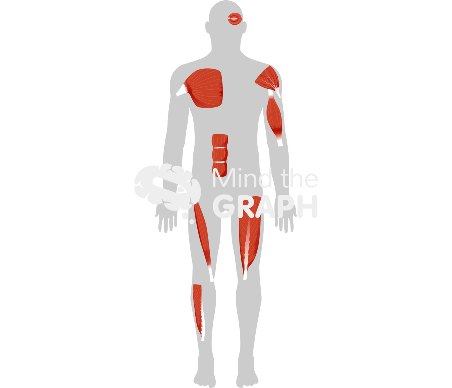 Muscles human type shape Icons, Symbols, Pictures, and Images