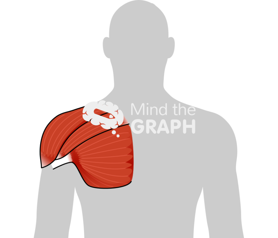 Muscles human type shape deltoid pectorals Icons, Symbols, Pictures, and Images