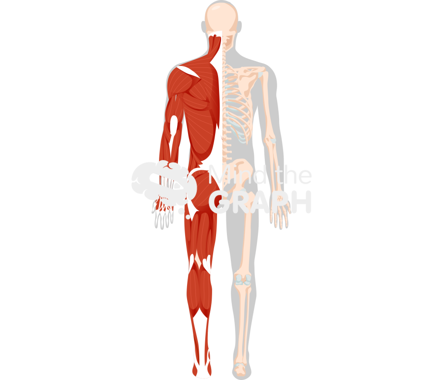 Muscular skeleton system 1 posterior human shape Icons, Symbols, Pictures, and Images
