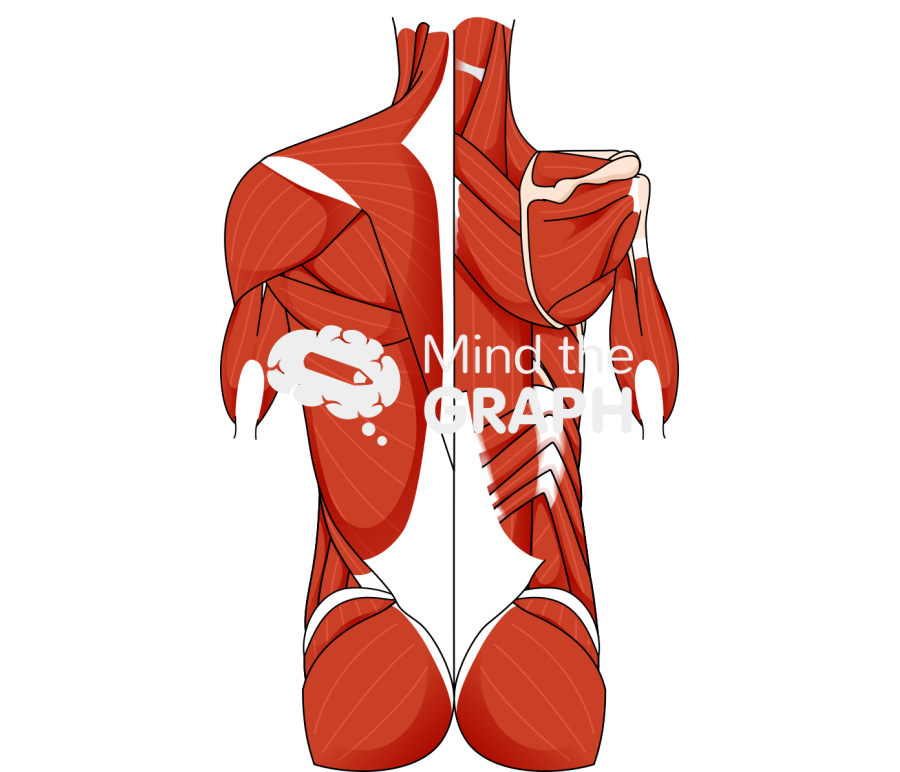 Muscular system dorsal torso human Icons, Symbols, Pictures, and Images