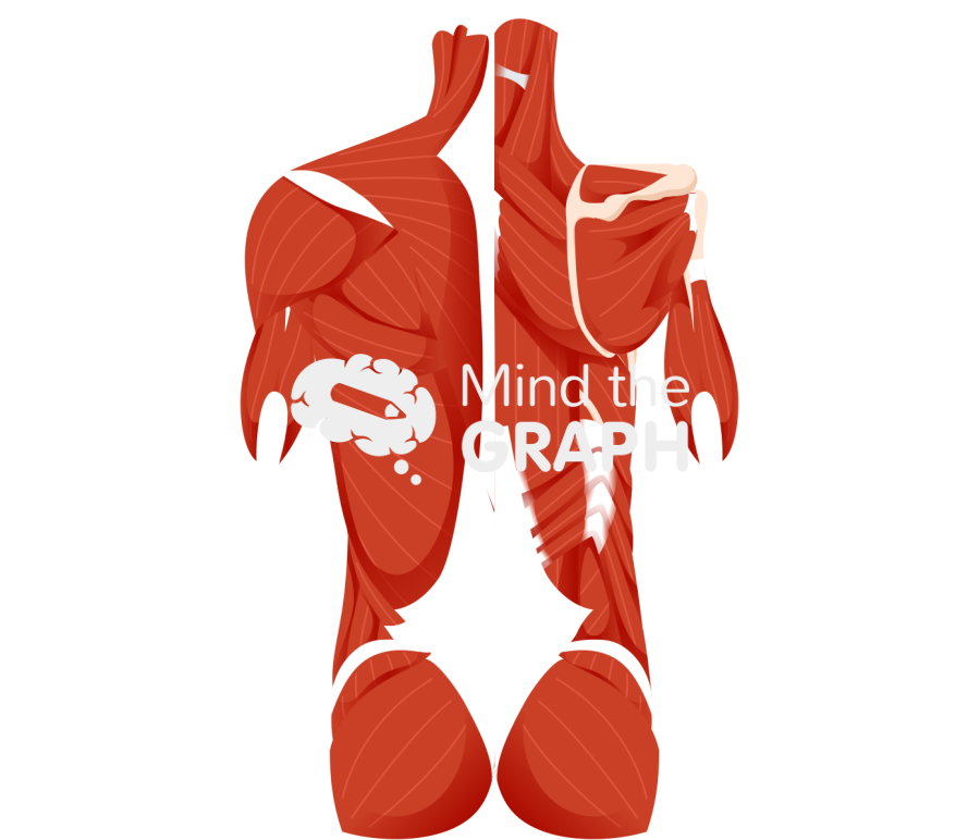Muscular system dorsal torso human Icons, Symbols, Pictures, and Images