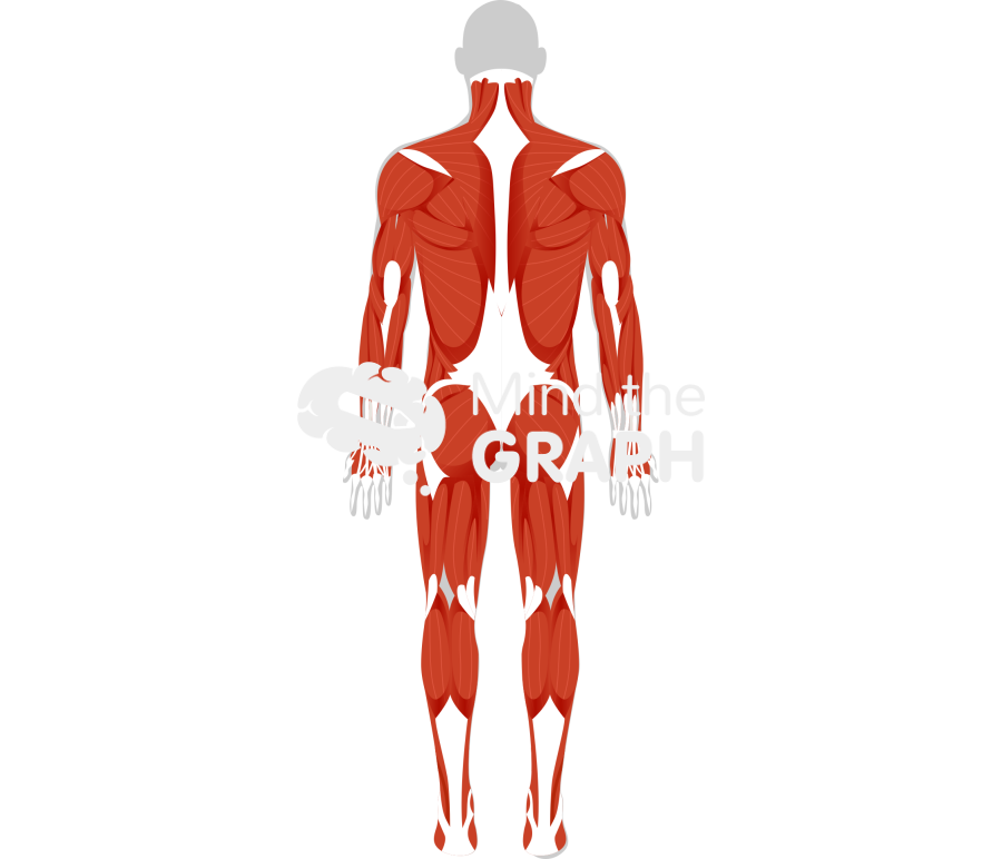 Muscular system posterior 1 human shape Icons, Symbols, Pictures, and Images