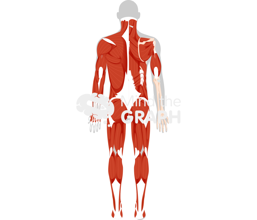 Muscular system posterior 2 human shape Icons, Symbols, Pictures, and Images