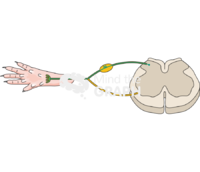 Na v 1 8 tet tox construct Icons, Symbols, Pictures, and Images