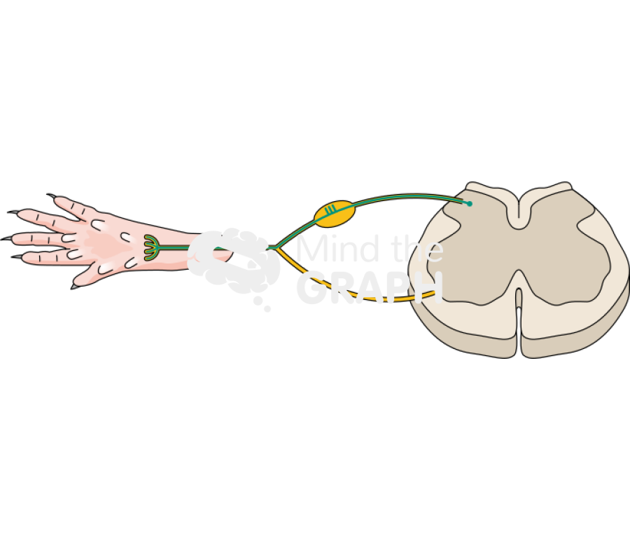 Na v 1 8 tet tox construct Icons, Symbols, Pictures, and Images