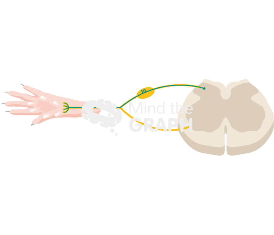 Na v 1 8 tet tox construct Icons, Symbols, Pictures, and Images