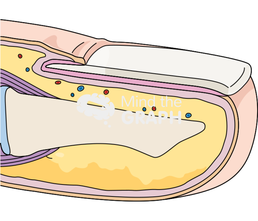 Nail cut Icons, Symbols, Pictures, and Images