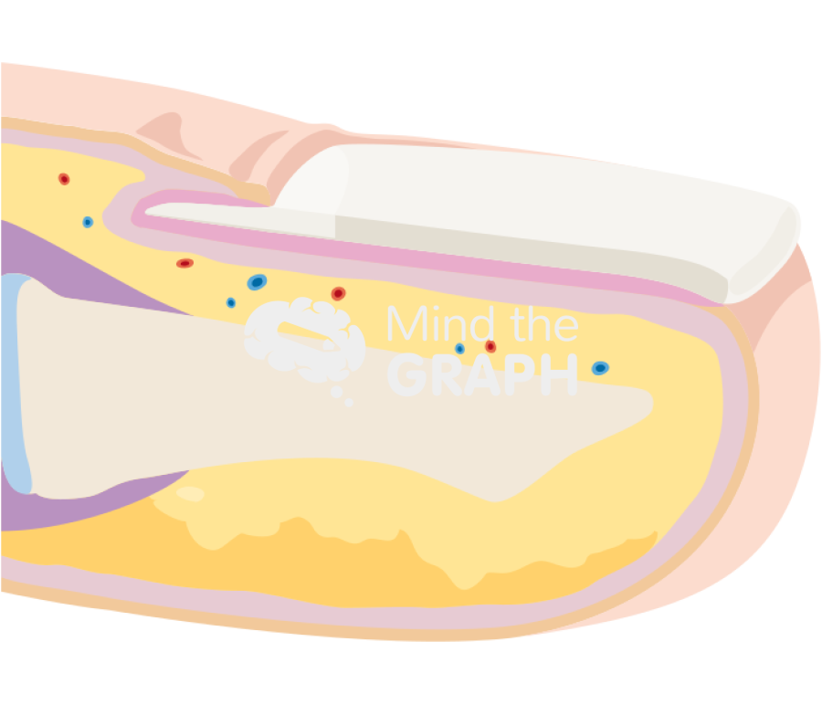 Nail cut Icons, Symbols, Pictures, and Images